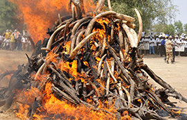 Bûcher de plus d&apos;une tonne de défenses d&apos;ivoire (confiscation à des braconniers)