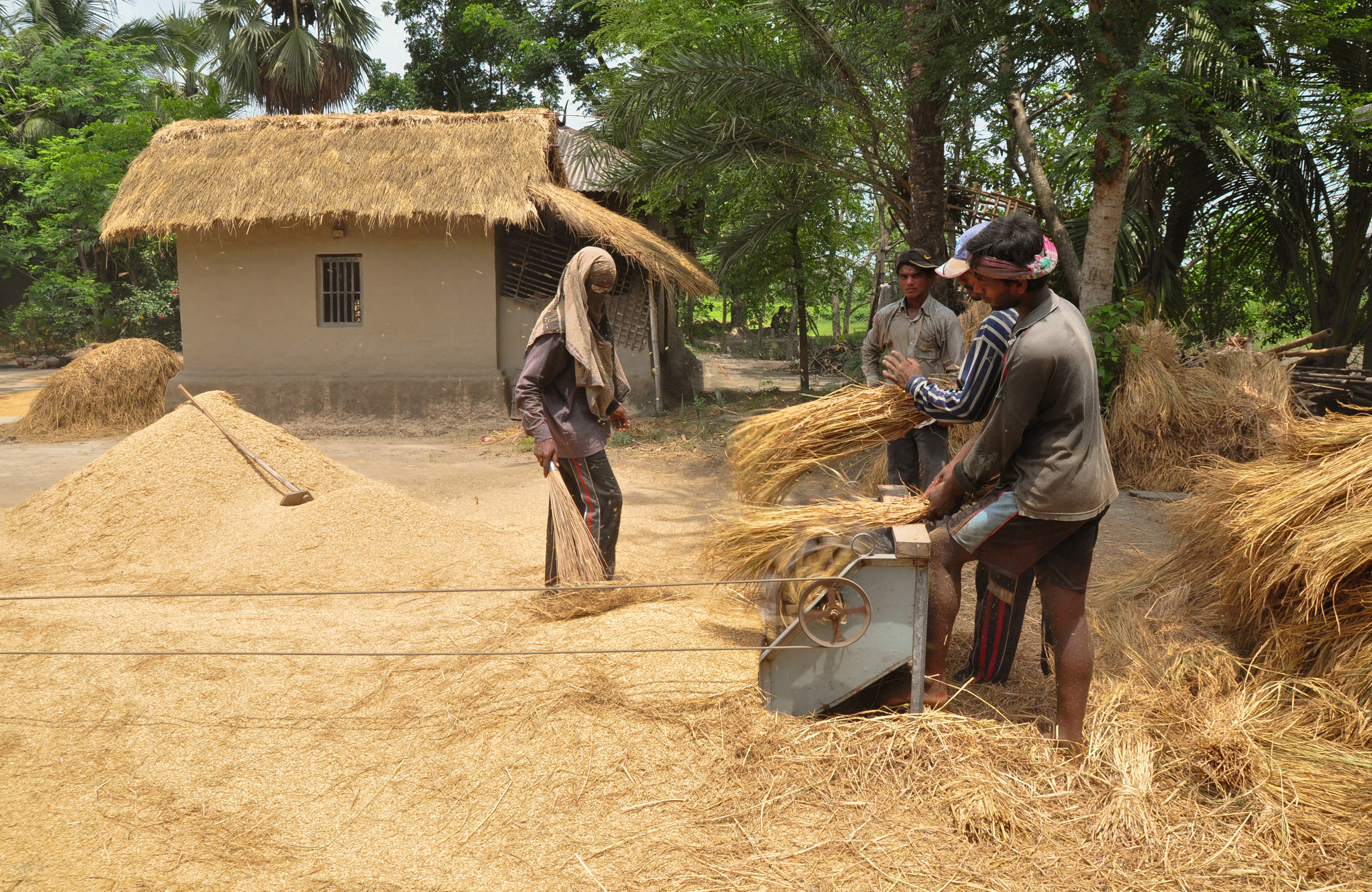 Mechanical threshing of paddy in village of Bangladesh / বাংলাদেশের গ্রামে মাড়াই কলের সাহায্যে ধান মাড়াই