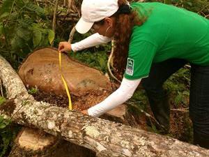 Ejercicio de validación de las herramientas de reconocimiento a la legalidad en Bosque Natural como apoyo a Corpourabá