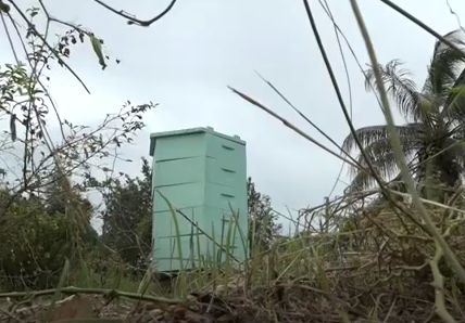 bees