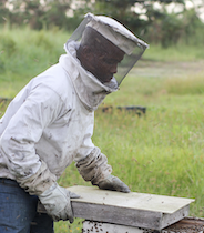 bees