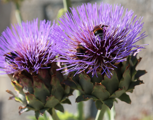 bees_2_0.jpg