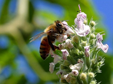 bees_for_copy.jpg