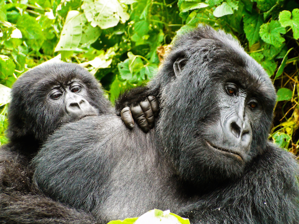 Gorillas in Virunga Park © L.Cadd for virunga.org