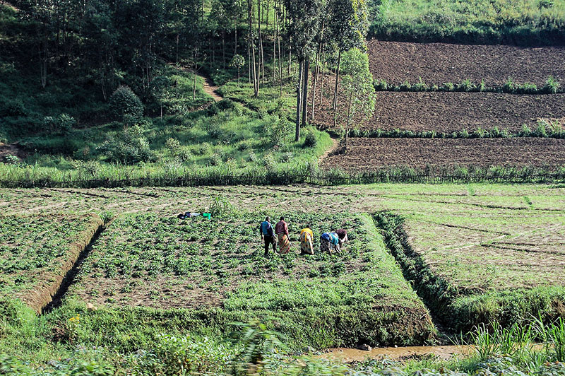 A majority of farmers in Rwanda till small parcels of land making it diffult to adopt mechanisation and technology