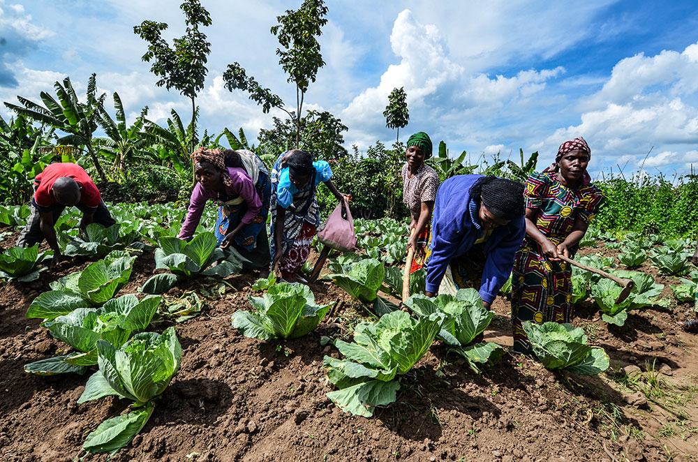 Like in Most of Sub-Saharan Africa, Farmers in Rwanda often grow subsistence crops and rely on manual methods. Farmers in a cabbage plantation in Musanze