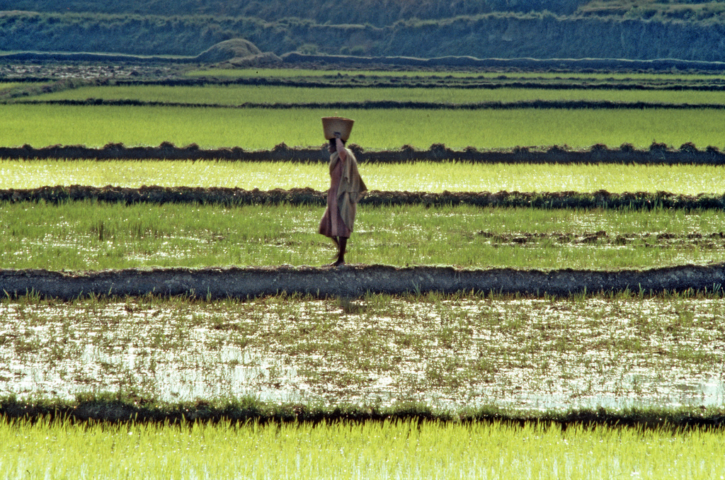 rice farming in Sierra Leone