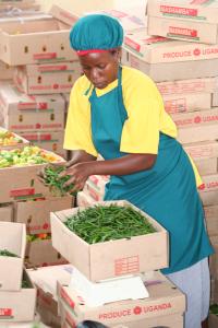 Packing farm produce in Uganda