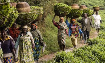 Farmers in Rwanda