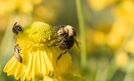 Honeybee