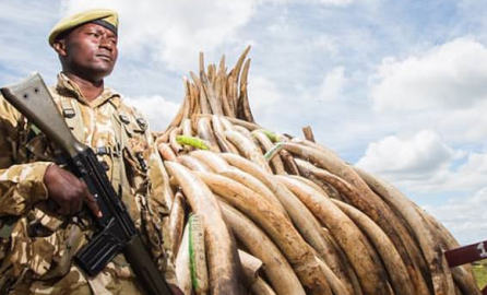 Ivory stockpile