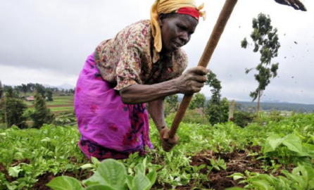 Kenyan woman working in the field