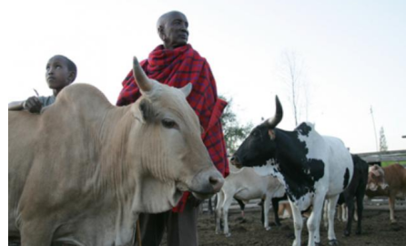 Maasai father and son tend to their cattle in their paddock in Kitengela