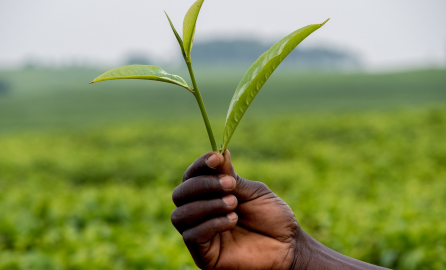 Tea leaves shown by an African