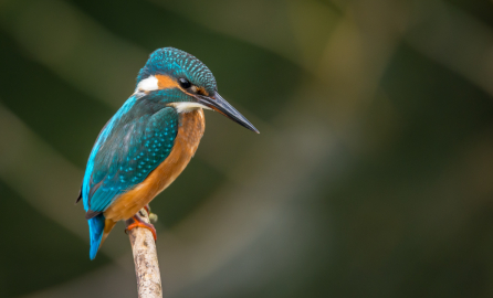 Key take-away points from biodiversity webinar