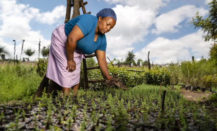 Regreening Africa: Prioritising gender inclusion and agency in land restoration