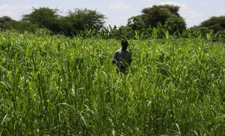 Agro-pastoralist image