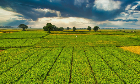 Agriculture