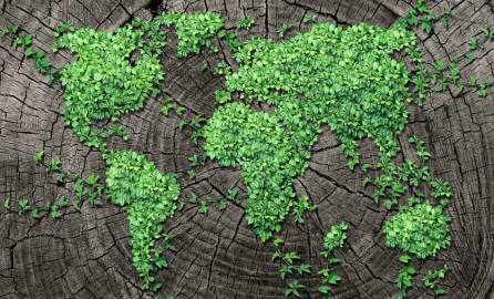 Representative image of the world map made by trees and the background image is a tree trunk decorative image
