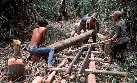 Photo of four men cutting a tree trunk in a rainforest