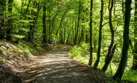 Photo of a path in a forest on a sunny day highlighting the green of the trees (decorative image)
