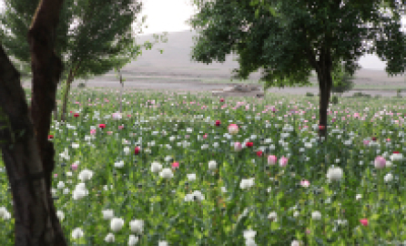 Photo of a field of poppies with trees in the middle in Afeghanistan