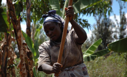 Photo of a farmer woman 