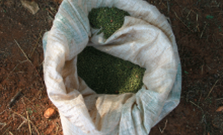 Photo of seeds inside a cloth white bag