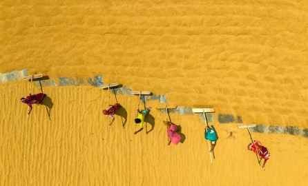 Farmers Working on Field Aerial view of farmers in vibrant clothing working on a large golden field in Kalampur, Dhaka Division, Bangladesh, using wooden tools to spread and manage crops in orderly rows.