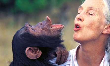 Dr.Jane Goodall with orphan chimpanzee Uruhara at the Sweetwaters Sanctuary in Kenya. 