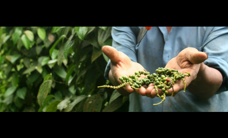 Peruvian farmer holding coffee fruit