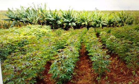 Cassava, Banana, Maize, Beans and Vegetable Women empoewerent in Agriculture