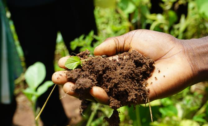 soilinhand