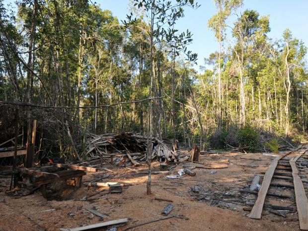 Logging area in a peat swamp forest