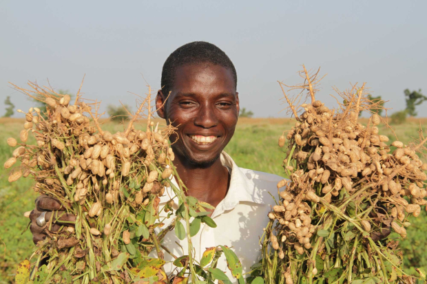 ABEE - West African Breeding networks and Extension Empowerment