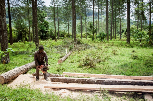 Agroforestry in Uganda - mix of native species: Grevillea robusta, Prunus africana, Khaya spp., Croton, Premna, Ficus, Albizia, Cordia, Maesopsis eminii and fruit trees under three planting systems supported by ECOTRUST’s Trees for Global Benefits scheme.