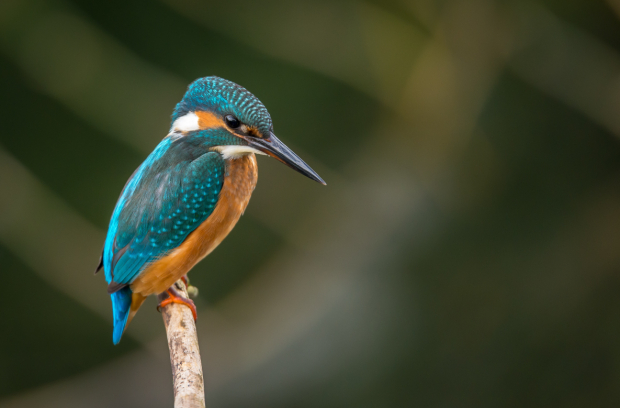 Biodiversity webinar