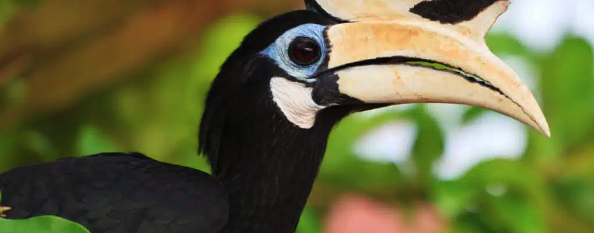 Forests for the future: making a lasting impact for people and forests in Asia and the Pacific Forests for the future: making a lasting impact for people and forests in Asia and the Pacific