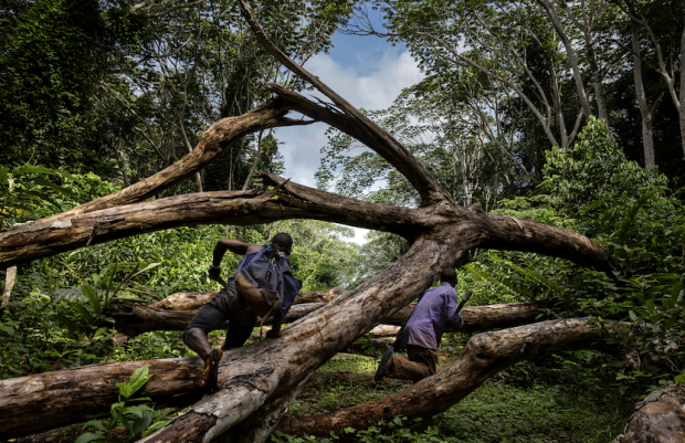 © Brent Stirton/Getty Images for FAO, CIRAD, CIFOR, WCS 