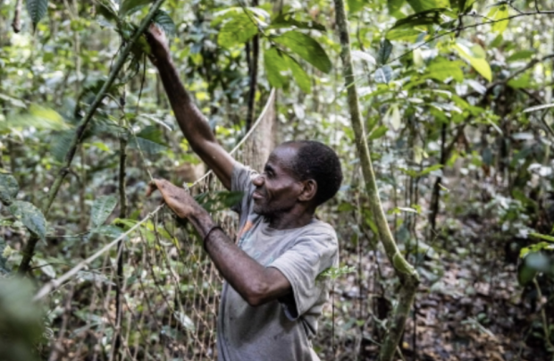 © Brent Stirton/Getty Images for FAO, CIRAD, CIFOR, WCS 