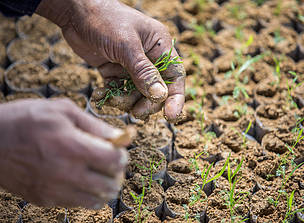 Man planting seedlings