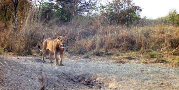 Lion du nord (Panthera leo leo) - une espèce qui subit une forte pression du pastoralisme et qui montre une récupération remarquable à Chinko. © Aebischer Thierry - African Parks and LRF 