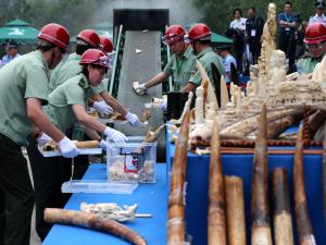 Chinese law enforcement officials handling confiscated ivory at a Beijing wildlife center in 2015. Credit Wu Hong/European Press