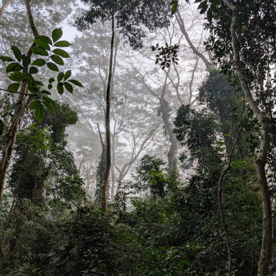 Image of rainforest in Sierra Leone, West Africa