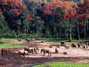 Tri-national de la Sangha (Cameroun, République Centrafricaine, République du Congo) © K. Von Loebenstein / K. Von Loebenstein