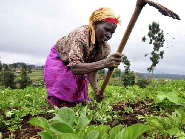 A Kenyan farmer at work in the Mount Kenya region