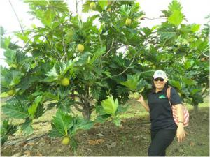 Breadfruit variety ma’afala growing well in the Caribbean, with SROS scientist, Kuinimeri Asora