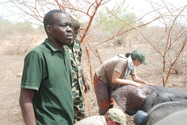 medical check-up of an elephant in Zakouma National Park