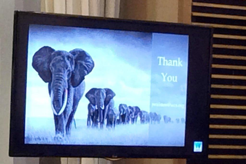 You said larger than elephants?