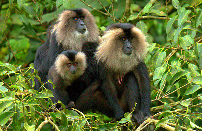 lion-tailed macaque